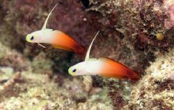 Fire Dartfish - On top of the reef at Magic Passage, Mada... by Jan Messersmith 